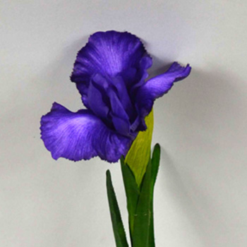 Iris Rhapsodi