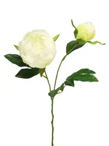 Pivonka - Paeonia Isabella bilá 40cm