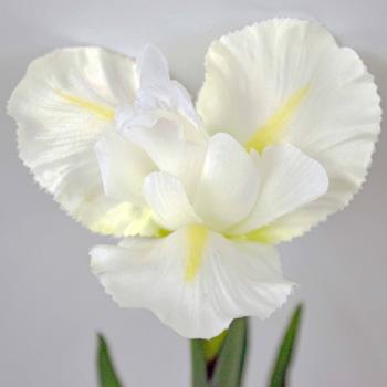 Iris Rhapsodi