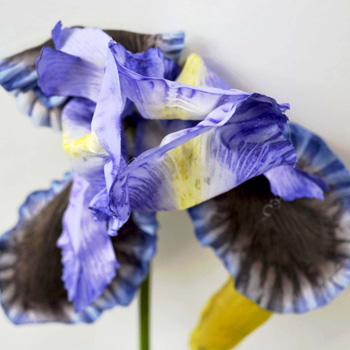 Kosatec - Giant Iris spray / modrá V90 cm