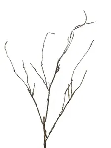 Větev hnědá  (Wood twig) 'Cordata' V95cm