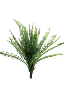 Kapradina - UV Fern Torres Sunrise V60 cm  (N316091)