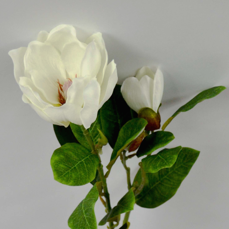 Magnolia Kobus x2
