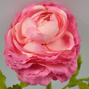 Ranonculus
