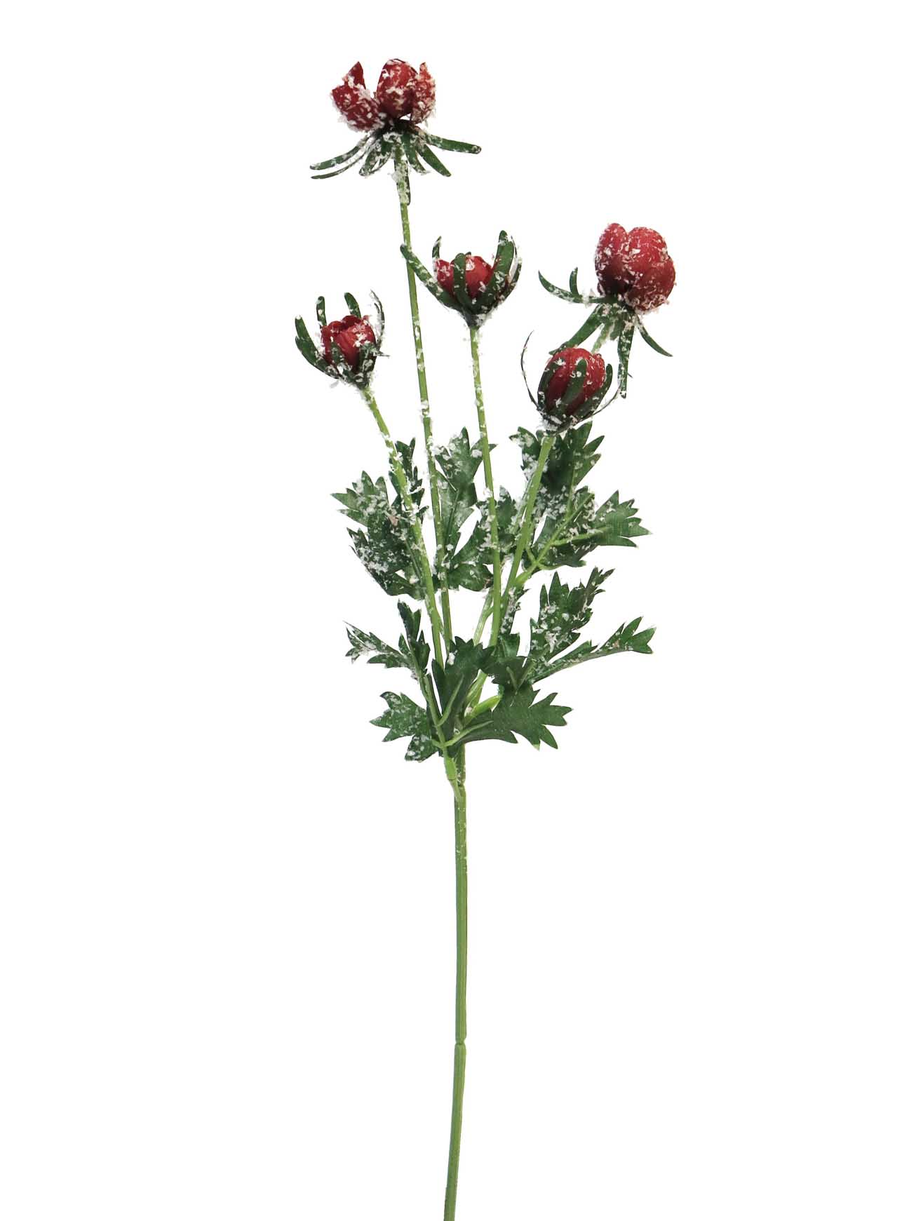 Helleborus apray Bastin w_snow 45cm red