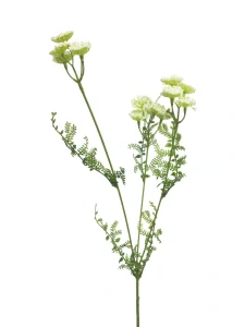 Řebříček | Achillea monti bilý  52cm