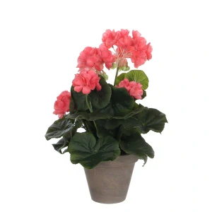Pelargónie - Geranium H34, P20 cm růžová v květináči