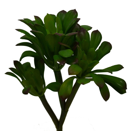 Star succulent