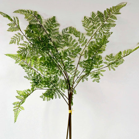 Fern bush regalis