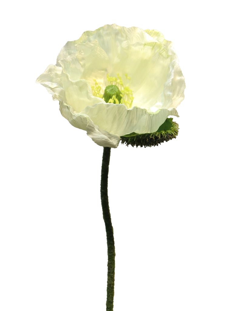 Mák - Papaver 'Nudicaule' krémový, otevřený květ 70 cm