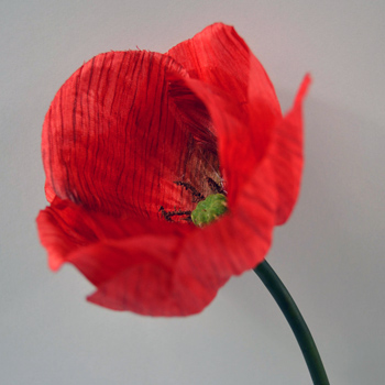 Poppy Perfect red
