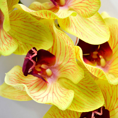RT Phalaenopsis Luca
