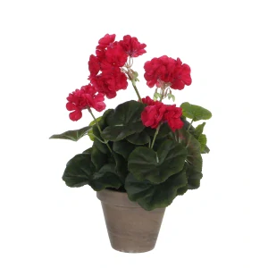 Geranium červený v květináči  Stan šedý v34 x p20 cm
