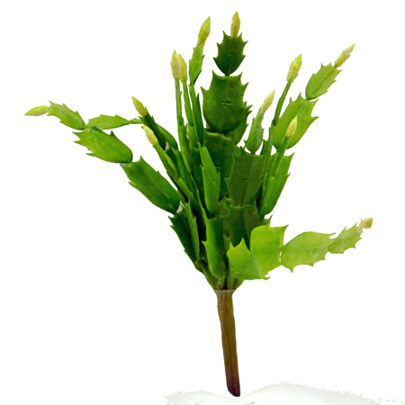 Phillocactus green