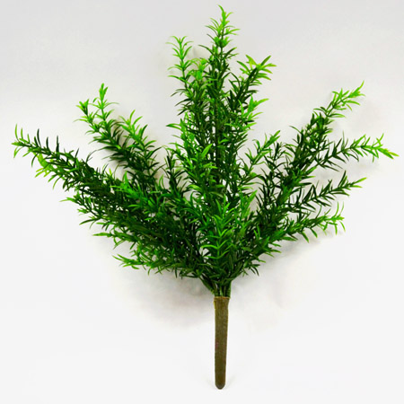 Rosemary bush