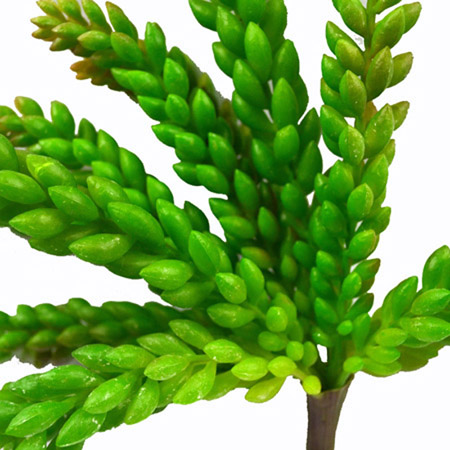 Senecio Radicans