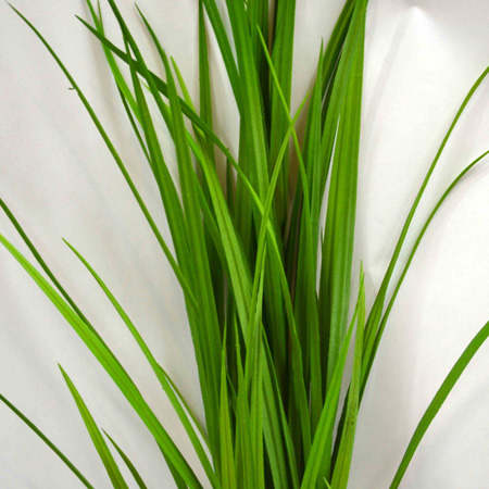 Jaburan grass