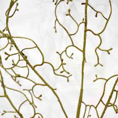 Twig pick natural 50 cm