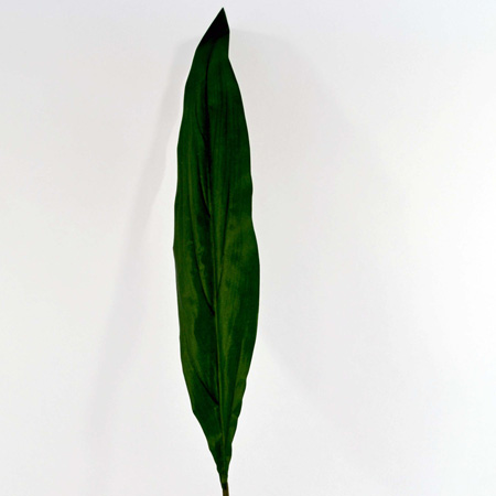 Hispidistra large leaf 95cm green