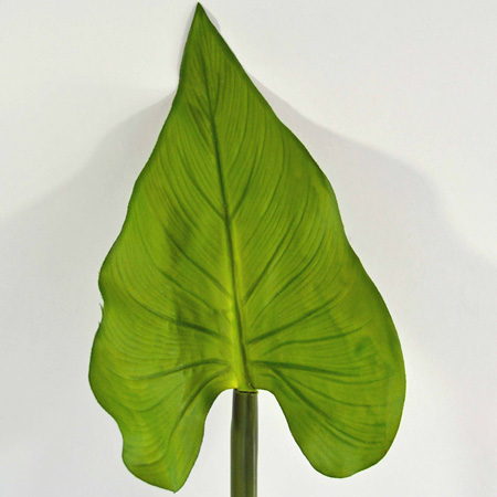 Cally leaf