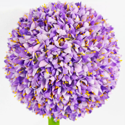 Allium Purple