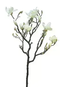 Magnolie - Magnolia větev 'Lisa' krémová 128 cm