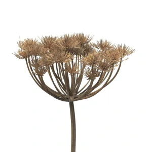 Bolševník (velkolepý) - Heracleum šedý/hnědý 98 cm