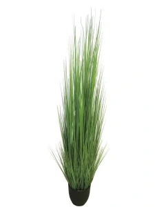 Kostřava Tráva King festuca  zelená v květináči V180 cm