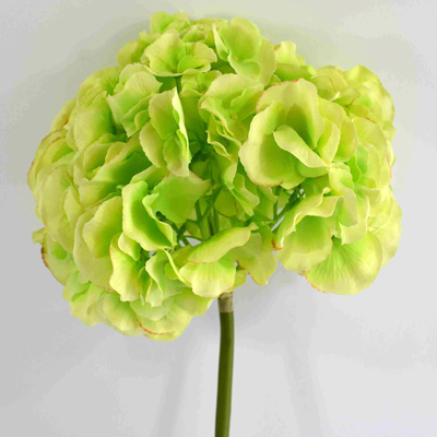 Hydrangea Madison