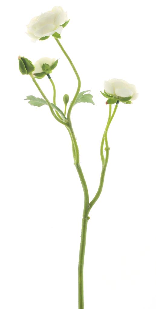 pryskyřník - ranonculus krémový 48 cm