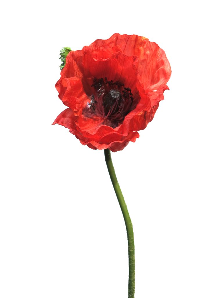 Mák - Papaver 'Nudicaule'  červený, otevřený květ 70 cm