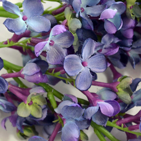 Seringa purple