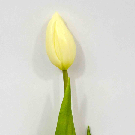 Tulip cream 44cm