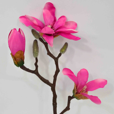 Magnolia Alexia fuchsia 40cm
