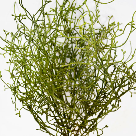 Grassy Calocephalus buch 37cm