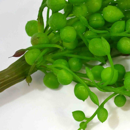 Senecio Rowleyanus green 40cm