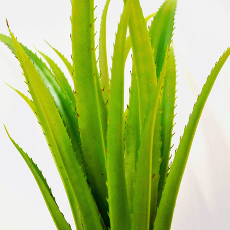 Agave green 43cm