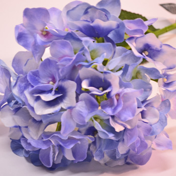 Hydrangea blue