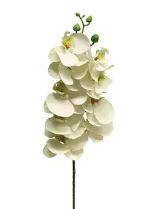 Orchidej - phaleanopsis Bora bílá 77 cm