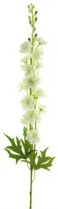 Stračka (Ostrožka) - Delphinium 'Finn' (spray) krémová V85 cm (N934870)