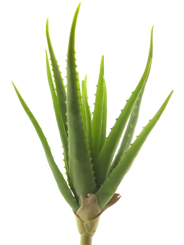 Aloe vera zelená V41 cm