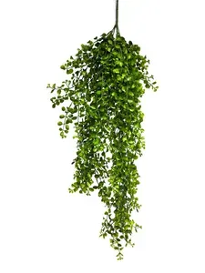 Temnotka ( Knoflíkovka) palaea rotundifolia závěsná zelená, délka 88 cm (N515011)