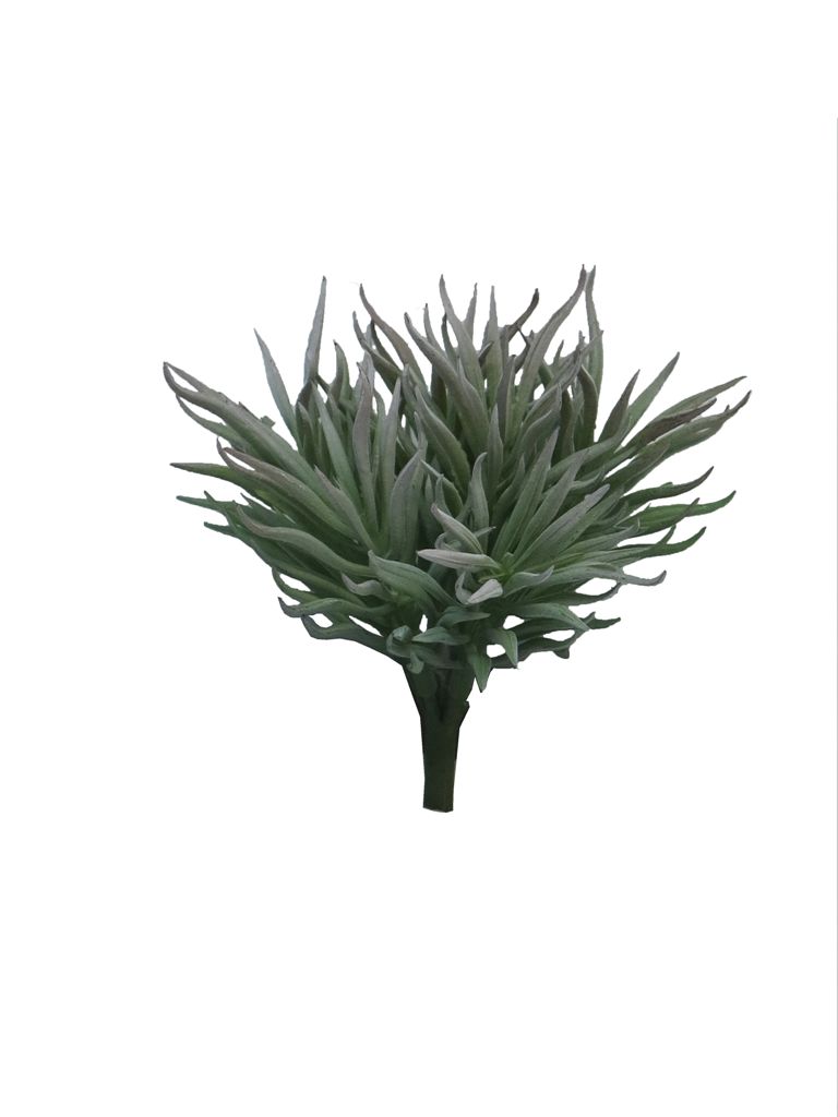 Tlustice - Crassula Himalaya šedá v15 cm  (N315499)