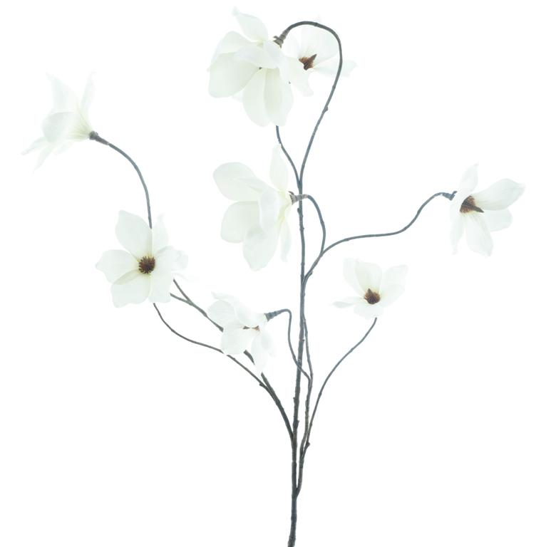 Divoká Magnolie 'Salla' krémová V127 cm