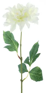 Jiřinka - Dahlia 'Farmer' krémová V64 cm