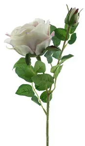 Růže stolistá (Cabbage rose) růžová V64 cm