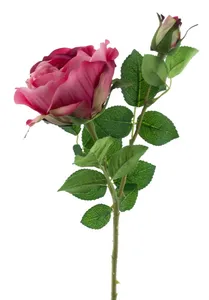 Růže stolistá (Cabbage rose) fialová V64 cm