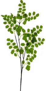 Akácie větev zelená (spary) V90 cm