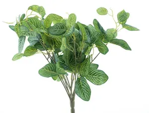 Stínovka - Polyscias mini keř V54 cm (N327381)