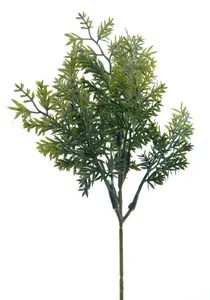 Brzlík - Thymus zelený V24 cm (N329471)